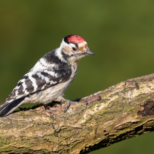 Kleine bonte specht