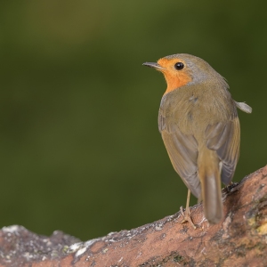 Roodborst