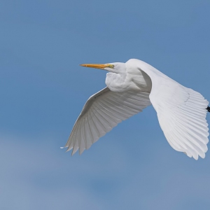 Grote zilverreiger - Sebastian inlet