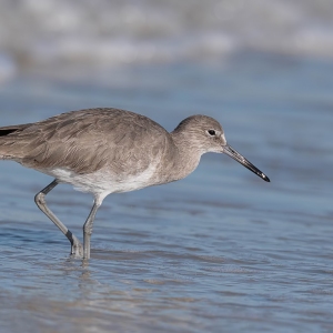 Willet - Honeymoon island