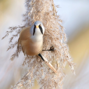 Baardman - Oostvaardersplassen