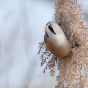 Baardman - Oostvaardersplassen