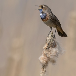 Blauwborst - polder Arkemheen