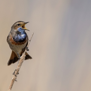 Blauwborst - polder Arkemheen