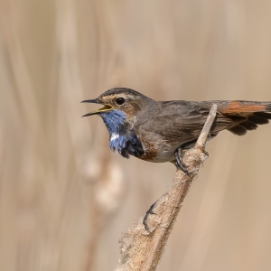 Blauwborst - polder Arkemheen