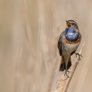 Blauwborst - polder Arkemheen