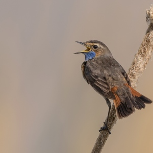 Blauwborst - polder Arkemheen