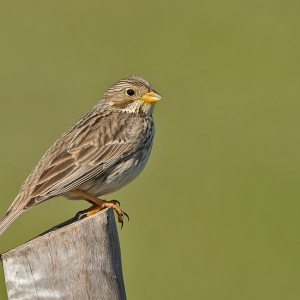 Grauwe gors - Coto Doñana