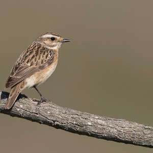 Paapje - Camargue