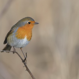 Roodborst - Oostvaardersplassen